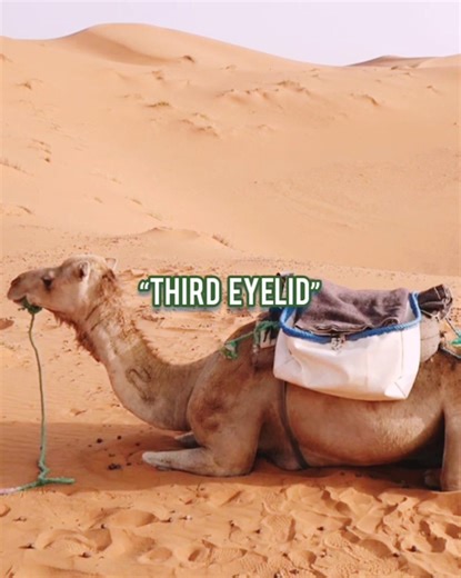 Camels Have a Transparent Third Eyelid 🤯🐪