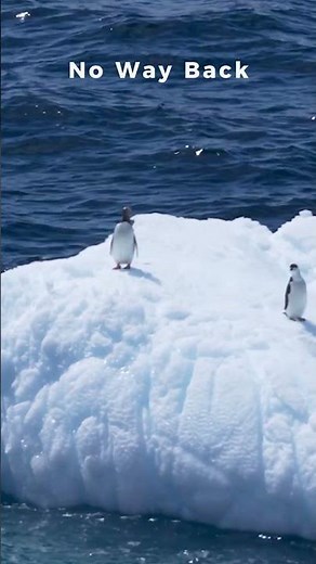 Penguins Riding the Ice ❄️ | Surviving the Antarctic Winter | 4K ULTRA HD