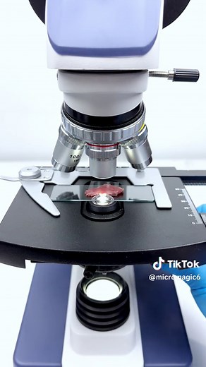 Pig's Heart Under Microscope Revealed in Stunning Detail