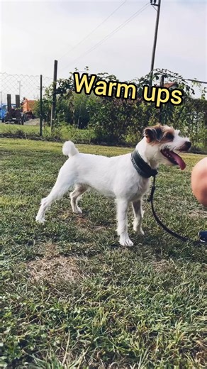 💪 Warm-ups, jumping drills, and fitness fun at our agility workshop!🐕✨ We kicked things off with an energizing warm-up session, focusing on flexibility and injury prevention—because a good warm-up isn’t just important for humans! It sets the stage for our dogs to move better and feel more prepared for the challenges ahead. After that, we got into some serious jump training, refining those quick movements and boosting coordination with targeted drills. The dogs loved it, and it’s amazing to see