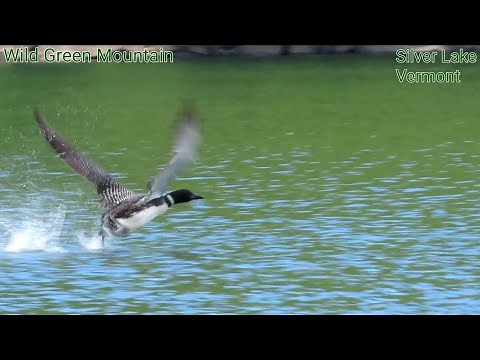 Loon Flying Water Take Off