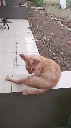 lagi santuy 😀❤️💝 #cat #nizamkucinglucu #kucinglucubandung #pets #kucinganggoralucudanimut #kucing