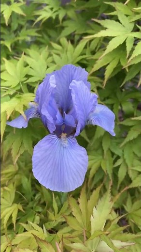 Blue Iris Flower #iris #flowers #nature #blossom #naturevideo