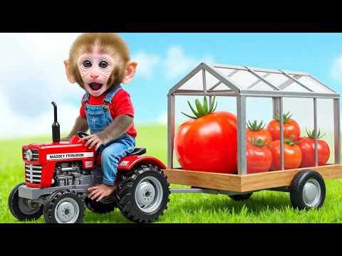 Monkey Nana drives a tractor: Hail destroys the tomato field and a magical recovery begins