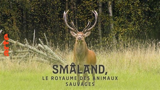 Småland, le royaume des animaux sauvages - Regarder le documentaire complet | ARTE | Yann Lesecq
