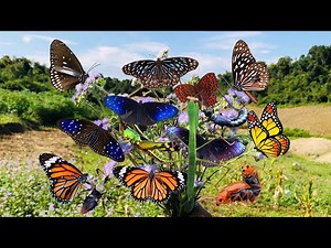 Butterfly Hunting, Collecting Beautiful Butterflies to Watch, Hunting Many Kinds of Insects