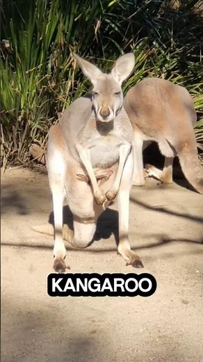 Ever Wonder How A Kangaroo Walks?🦘 #curious #animalfacts #wildlife