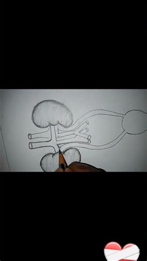 ##male and female urinary system