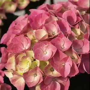 HORTENSIA | Få den komplette guide til krukkehortensia🌸 Hortensiaer tryllebinder alle med deres store, smukke blomsterskærme. Med den rette pasning kvitterer hortensia med tusindvis af smukke blomster i hele sommerhalvåret. Shop smukke krukkehortensia i 21 cm potte nedsat til 99 kr. (spar 40 kr.) i centret og på plantorama.dk. Få gartnerens fif til de smukkeste krukkehortensia i vores guide👇 | Plantorama
