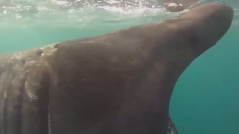 Deadly Creatures: The 100 Most Dangerous Animals on the Planet