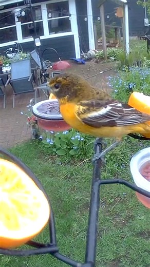 Here’s a female Baltimore Oriole. 🧡The ladies usually migrate after the males. And the female Orioles vary widely in their coloration. She is a gal I recall from last year, most likely a mature mama. Don’t you love this time of year? #wbupalospark | Wild Birds Unlimited