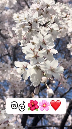 ලොකේෂන් දාන්නේ නැ... ⁣ මල් දවස් කියක් තියෙයිද කියලා දන්නෙ නැති නිසා. Kakao map ඔන් කරලා zoom out කරාම මලක් පෙන්නනවානම් ඒ මල් බලන්න පුළුවන් තැන්. ඔයාලට ළඟම තැනට ගිහින් බලන්න. 🥰