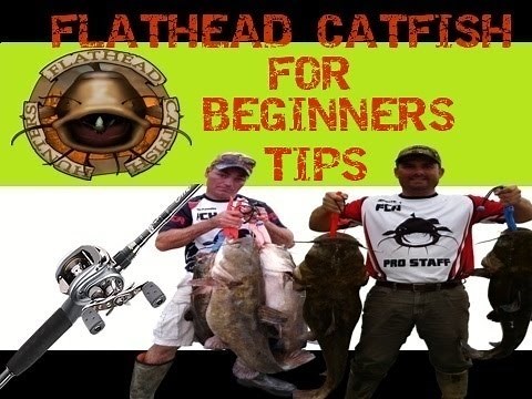 Flathead Catfish - For Beginners - Full Guide