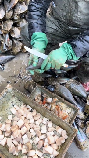 Professional Shellfish Meat Extraction • Easy Tutorial