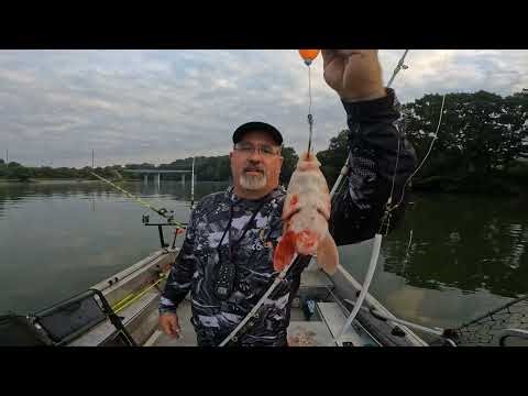 Catching good numbers of channel cats on Boone Lake in East Tennessee!!