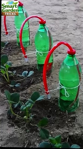 DIY Bottle Drip Irrigation System | Automatic Plant Watering (No Electricity)#DripIrrigation