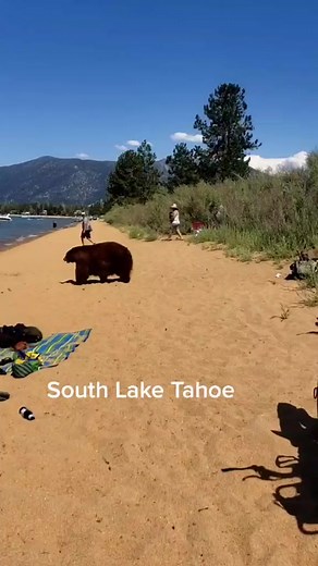 Mama bear in Lake Tahoe California | Rescue Bear