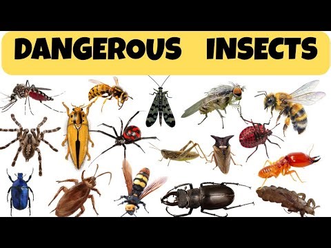 World’s Most Dangerous Insects for Kids | Learn Insects for kids | Kids Learning Video