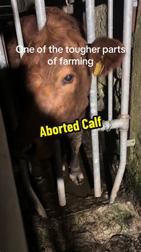Challenges of Farming: Dealing with Aborted Calves