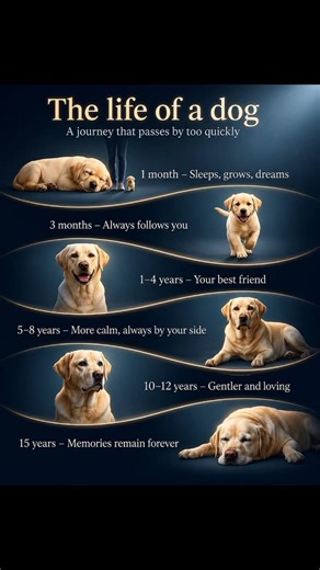 The Life of a Dog in 15 Heartwarming Years 🐶💔