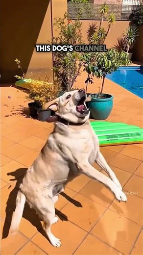 This is the World’s Unluckiest Dog ❤️