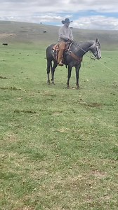 89K views · 1.1K reactions | Western Wednesday with @smith_performancehorses CSI Saddle Pads are depended on not only in the arena but also for work. #csichamp #csipads #csisaddlepads #handmade #USA #horse #westerntack #tack #rodeo #cowboy #rancher #branding #ranchwork #cattleranch | CSI Saddlepads | Facebook