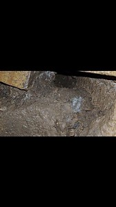 I say this all the time!🐀 These are burrowing creatures, they would rather burrow under your foundation than crawl up the side of your house. Footage from a recent job shows how they have burrowed their way under the foundation. This drain has had a full survey to make sure there are no entry point on any of the pipework and will be booked in for a repair. #ttocspestcontrol #pestcontrolservice #pests #pestcontrol #pestmanagement #ratting #drain #drainage | TTOCS Pest Control Ltd