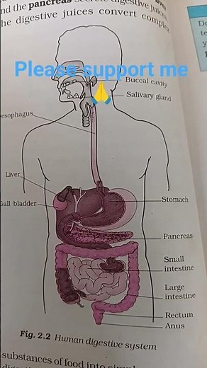 How to draw Human digestive system very easy method