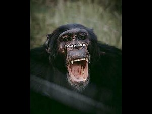 Travis the Chimp attack 911 call