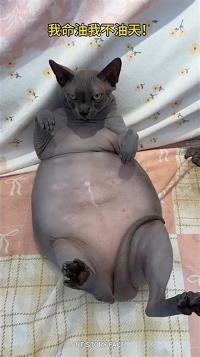 Hairless Cats Are Not What You Expect 😳