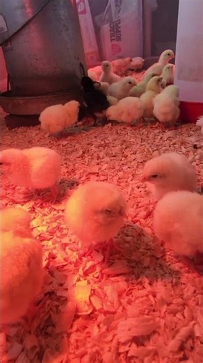 DIY brooder #chicks #chicken