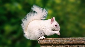 10 faits intéressants sur les animaux albinos