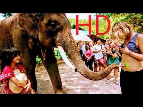 My lucky elephant (2013)