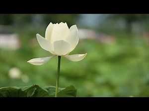 Go Gently, Go Lightly