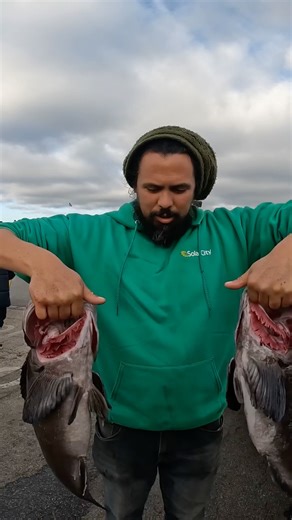 Lingcod limits. #fishing