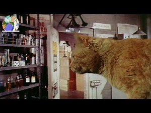 The GIANT Cat 🐈 from Village of the Giants 😼