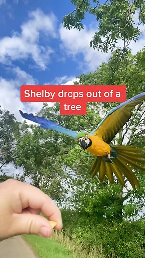 Enhancing Parrot Flight Skills through Descent Training