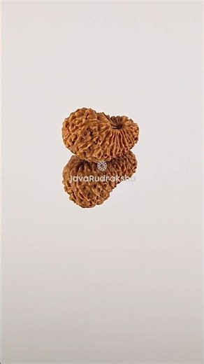 23 Mukhi Rudraksha 16.19 mm Java Bead | Grade A Medium Genuine Natural #23mukhi #javarudraksha