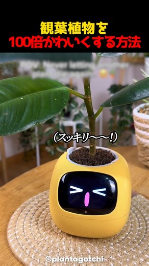 観葉植物を100倍かわいくする方法