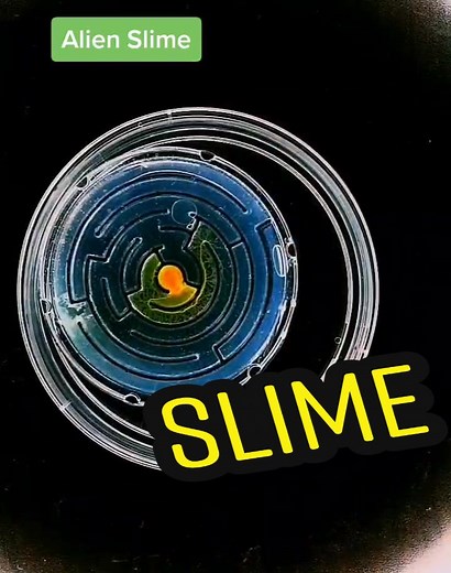 Physarum Polycephalum: The Slime Mold Maze Solver
