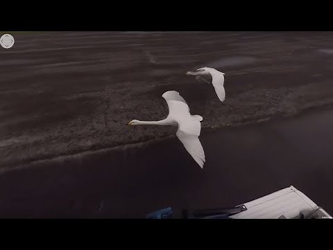Flying With Swans | 360° | BBC Earth Explore