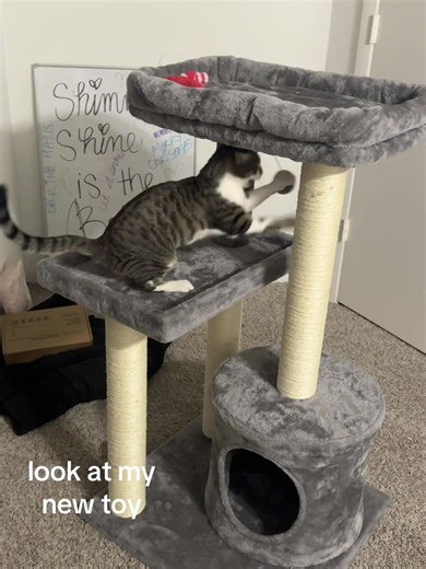 Let’s get ready to rumble! On your left, we have Milo, reigning champ. On your right, the dangly ball who doesn’t stand a chance. #catsoftiktok #cattok #fyp #playfulcat