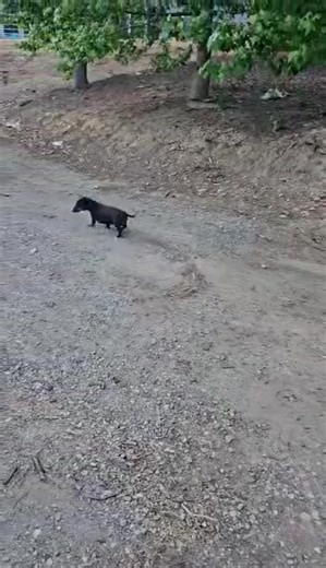 ❤️ Katie (6) southern highlands nsw looking for her forever home 🏡. Meet Katie, the farm girl! 😍 Katie is an affectionate dachshund, who loves being around people. She is housetrained and loves to cuddle up on the couch with her favourite humans. Never happier than when on the quad bike. She screams with delight riding around the paddock. Although she loves the quad bike she is OK in the car but doesn’t love the car. Her ideal home will have room to explore the countryside, so she would be bes