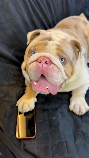 30K views · 22K reactions | Polar defendió a Dixy… pero creo que exageró  ¿Ustedes qué opinan?壘 | Xavi Monsi | Facebook