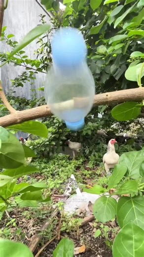 Air Layering Techniques with Plastic Bottles
