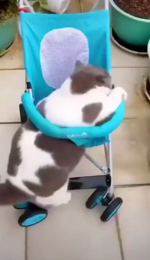 Cat Enjoying a Stroll in a Blue and Black Stroller