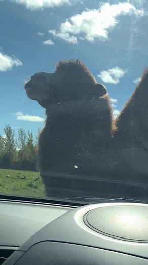 #mobilegaming #ios #android #free #giveaway #familyfail #thanksgiving Sometimes your close ones need a little comfort! Get them Pop-a-Chick for free between Nov 24-27, 2022 and don’t forget to share this with your friends! Available now for iOS and Android. Links in the bio. Cheers!