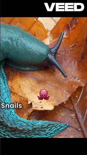 6 Fascinating Snail vs Slug Differences for Kids! #shortsvideo #snail #slug #reels #shortvideo