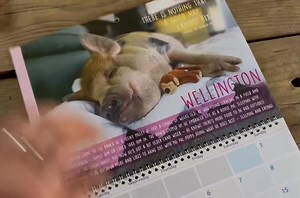 2024 Ranch charity Calendars available to buy NOW! 💚🐾📅 message the page if you’d like one… | The Happy Pants Ranch animal sanctuary & rescue registered charity 1185169