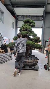 18K views · 21K reactions | Potting a huge garden bonsai #bonsai #potting | Bonsai-Zentrum Münsterland | Facebook